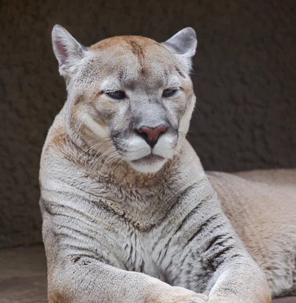 Cougar, or mountain lion. This is a predator of the cat family. Puma is a skilled hunter. It can jump to a height of more than 6 meters. Puma also runs very fast and can easily climb trees. A Cougar can kill prey that weighs three times the weight of