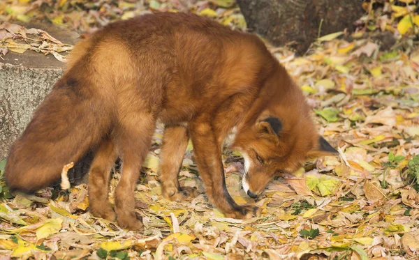 赤狐は犬の家族の捕食性哺乳類です 外部から 狐は細長いマズル 鋭い耳と長いふわふわの尾を持つ 低めの足の優雅なボディを持つ中型の獣 — ストック写真