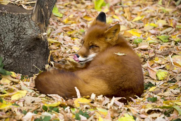 Red Fox Red Fox Mamífero Depredador Familia Los Perros Externamente — Foto de Stock