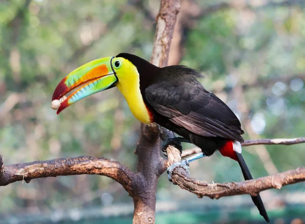 Ptak Toucan Toucans Jednym Najjaśniej Tropikalnych Ptaków Mieszkających Ameryce Toucans — Zdjęcie stockowe