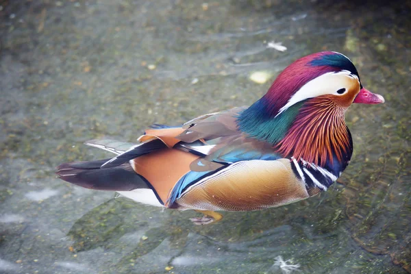 Kaczka Mandarynka Kaczka Mandarynka Jest Jednym Najpiękniejszych Ptaków Naszej Planety — Zdjęcie stockowe