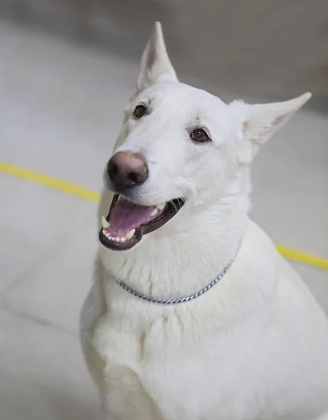 Cão Pastor Suíço Branco Maravilhoso Todos Aspectos Cão Amigo Leal — Fotografia de Stock