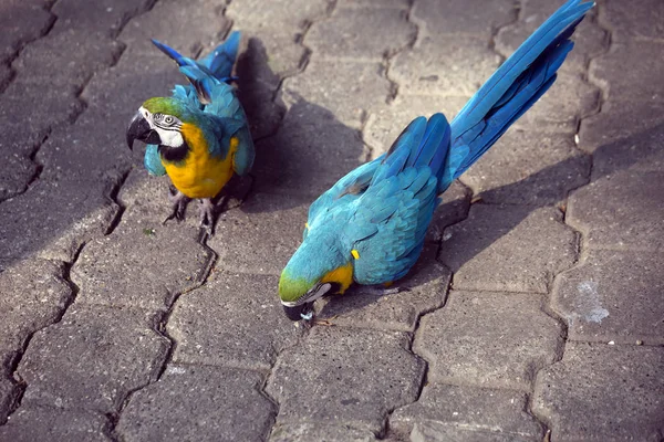 Papağan Mavi Sarı Macaw Mavi Sarı Macaw Çok Güzel Bir — Stok fotoğraf