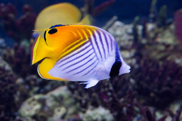 butterfly fish. This is one of the many fish-butterflies, with vertical black stripe, passing through the eye, and black and yellow color of the body. The filamentous butterfly is easily identified by the location of the bands on the body and the bla