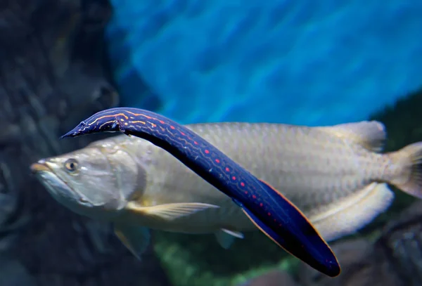 Fish fire eel. Fire eel in the background of a silver knife fish . Living in Cambodia, Indonesia, Laos.