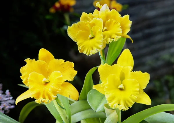 Yellow Orchid. Orchids are an ancient family that appeared many centuries ago. Most orchids grow in the tropics.
