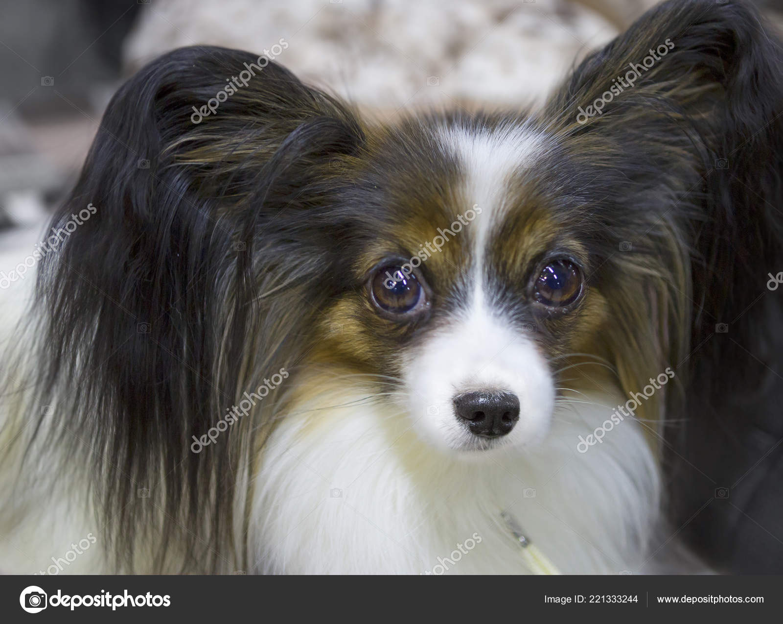 miniature papillon