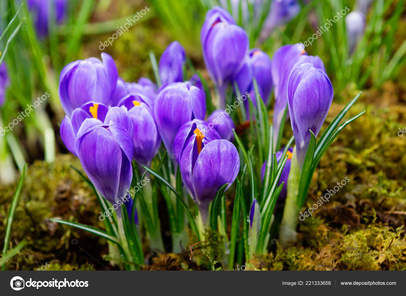 すべての美しい花の画像 綺麗な花 クロッカス紫