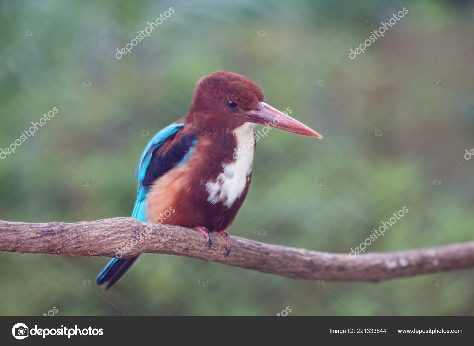 Common Kingfisher Bird Attracts Attention Its Bright Plumage Has Elongated Stock Photo Image By C Galsavi Ya Ru Common Kingfisher Bird Attracts Attention Its Bright Plumage Has Elongated Stock Photo Image By C Galsavi Ya Ru