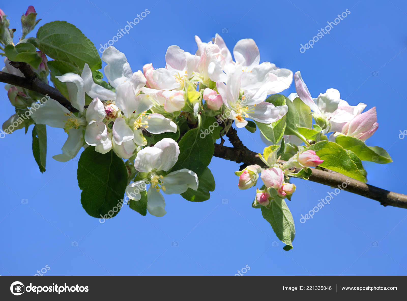春です 桜の花 桜はちょうど美しい光景ではありませんが 香りのよい白い花が都市と農村の風景を飾るも ストック写真 C Galsavi Ya Ru 春です 桜の花 桜はちょうど美しい光景ではありませんが 香りのよい白い花が都市と農村の風景を飾るも ストック写真 C Galsavi Ya Ru