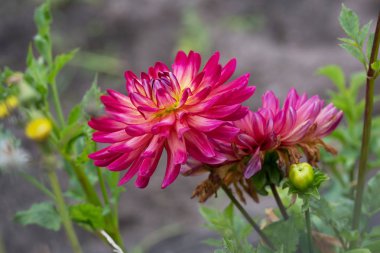 Çiçek sarı-pembe kaktüs Dahlia. Yıldız çiçeği çiçek Astra ailesine ait . 