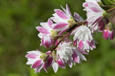 Deutzia çiçek açar. Başlangıçta Doğu Asya'dan eylemdir. Çiçek, püsküllü içinde toplanan ajur çiçekler Deutzia, bol bol Bush çiçeklenme sırasında kalk..