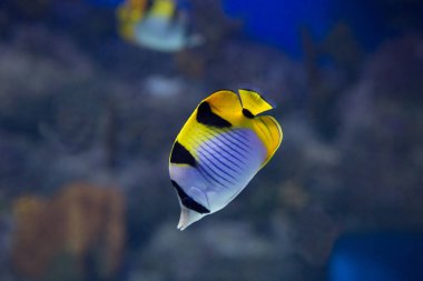 Kelebek balık. Bu balık gerçekten kelebekler anımsatır olağanüstü canlı ve rengârenk boyama için onların adı var.