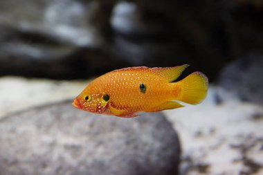Balık krom yakışıklı. Bu çiklitleri en güzel ve en militan türlerinden biridir. Kesinlikle kolay bir balık değil. Çok az sayıda tür-in balık onlarla aynı akvaryumda yaşayabilirim. Doğada, bu balık Afrika'da yaygın olarak 