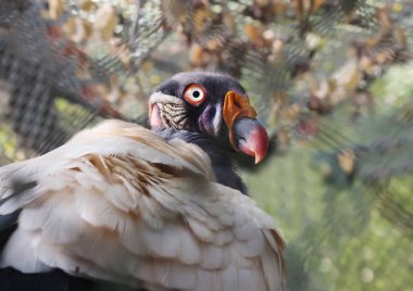 Kraliyet Vulture.It büyük boy bir kuştur. Kıvrımlar ve kırışıklıklar yüz çıplak cilt, her iki cinsiyetten yetişkin kuşlarda balmumu üzerinde deri deri lisi.
