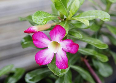 Tropikal çiçek. Bir çiçekli yaprak dökmeyen çalı orta ve Güney Amerika dağ bölgelerinde yerel Dipladenia olduğunu.