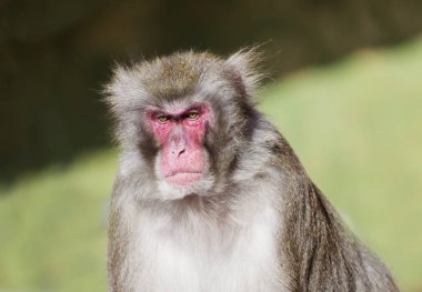 Japantse macague. Japon makak Japonya'nın en kuzey bölgelerde yaşamak, genellikle dört ay için kar olduğunu. Makaklar en şiddetli frosts korkuyor değildir kalın ve sıcak kürk var.