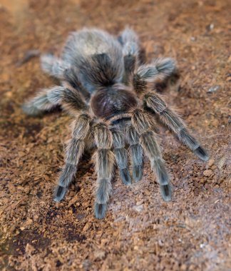 Tarantula. Büyük bir eklembacaklıdır, bir hayvandır (böcek değil). Bir insanın örümcek zehrine alerjisi yoksa insanlar için ısırığı ölümcül değildir..