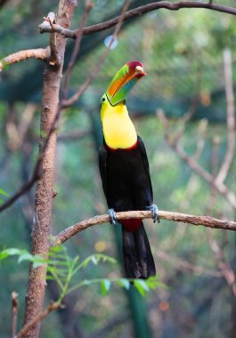 Toucan kuşu. Toucans Amerika'da yaşayan en parlak tropikal kuşlardan biridir. Toucans büyük, parlak renkli gagası var. Ancak gaganın kendisi gözenekli yapısı nedeniyle nispeten hafiftir..