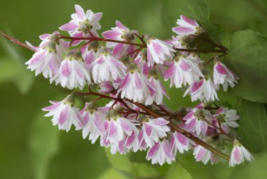 Deutzia çiçek açar. Başlangıçta Doğu Asya'dan eylemdir. Çiçek, püsküllü içinde toplanan ajur çiçekler Deutzia, bol bol Bush çiçeklenme sırasında kalk..