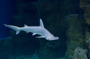 Çekiç köpekbalığı. Çekiç köpekbalığı kafa genişletilmiş ve basık, çekiç, bu bağlamda çiğneme, özel bir şekli vardır, adını aldı.