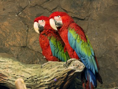 Ara Macao. Ara Macao, Güney Meksika 'dan Bolivya 'ya ve Brezilya 'da Amazon 'a kadar orta ve Güney Amerika 'da yaygındır..