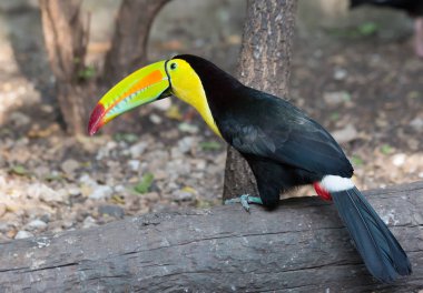 Toucan kuşu. Toucans Amerika'da yaşayan en parlak tropikal kuşlardan biridir. Toucans büyük, parlak renkli gagası var. Ancak gaganın kendisi gözenekli yapısı nedeniyle nispeten hafiftir..