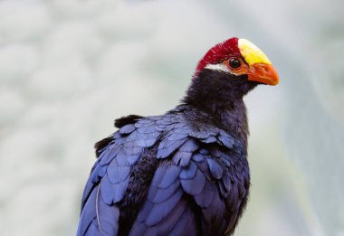 Violet Turaco. Uzun kuyruklu bir kuş, orta boy mor bir renk. Afrika ormanlarında yaşar. Sulu meyvelerle beslenir. Muz sever.