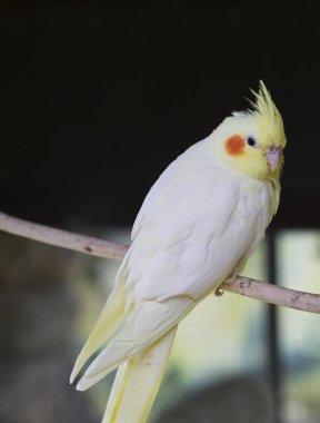Corella papağanı. Corella biraz konuşkan bir papağan. Corella, aka Nymph kakadu bir papağan ailesi, orta boy, insanlara aşırı bağlılık ile karakterizedir. anavatanları Avustralya.
