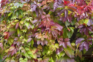 Sonbahar tatili. Üzüm yaprakları sonbaharda farklı renklerde boyanır..