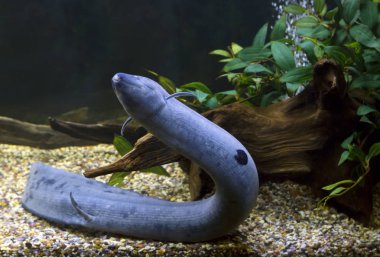 Güney Amerika Akciğerli balıklar. Jurassic döneminden günümüze korunmuş benzersiz antik çift-nefes balık. Durgun su, sık sık kurutma ile rezervuarlar yaşıyor yukarı ve su bitki örtüsü ile büyümüş. Zemin 