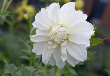 Dahlia çiçeği beyaz. Yıldız çiçeği çiçek Astra ailesine ait . 