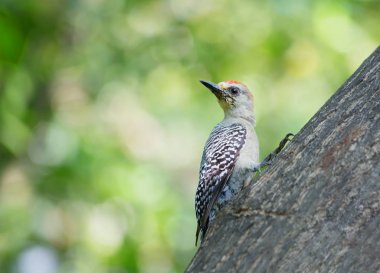 Kızıl başlı ağaçkakan. Ağaçkakan, ağaçta delik açmak için kullanılan uzun gagalı bir kuştur. Ağaçkakanlar Amerika, Avrasya ve Afrika'da bulunabilir..