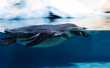 Penguen yüzer. Penguen yüzebilir ama uçamaz tek kuş.