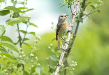 Redstart kuş (kadın). Ortak Redstart en güzel kuşlardan biridir. Dişinin kıyafeti erkeğinkinden daha fakir, ama aynı parlak kahverengi kuyruğu var..