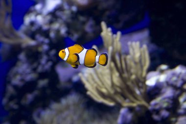 palyaço balığı. Palyaço balık doğa değil sadece, aynı zamanda içinde belgili tanımlık akvaryum yaşayabilir derin deniz parlak temsilcisidir.