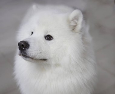 Samoyed husky, Samoyed, Nordic Spitz. Samoyed köpek-in ortak anlatımla-Samoyed, biri en eski doğurmak-in köpek. Eğlenceli, eğlenceli ve kolay bir evcil hayvandır. Kuzey kızak köpekleri, Spitz grubu ifade eder.