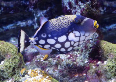 Palyaço triggerfish. Mercan resifleri, Hint ve Pasifik okyanusları, karakteristik bir sakini ise, bu bulunur Samoa ve Japonya Doğu Afrika'da çok parlak bir renge sahiptir.
