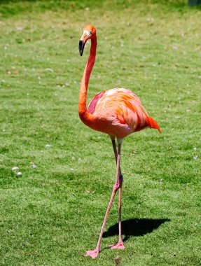 Pembe flamingo. İnanılmaz güzel tüyleri ve haklı olarak taşıyan Regal kuşlar arasında ilk güzellikleri saflarında flamingolar koyar. Sahil ve Karayip Denizi, Galapagos Adaları ve Kuzey Adaları kırmızı Flamingo için evim