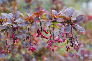 Kızamık kızamık, 