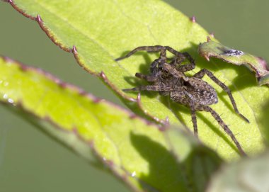 Yeşil yapraklı öküz örümceği. Bu örümceğin avına tutunurken çevikliği ve hızı genellikle vaşak avlama yöntemleriyle karşılaştırılır..