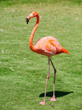 Pembe flamingo. İnanılmaz güzel tüyleri ve haklı olarak taşıyan Regal kuşlar arasında ilk güzellikleri saflarında flamingolar koyar. Sahil ve Karayip Denizi, Galapagos Adaları ve Kuzey Adaları kırmızı Flamingo için evim