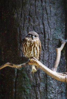 Kahverengi Şahin baykuşu. Şahin baykuş orta boy uzun kuyruklu baykuş, üstünde beyaz lekeler ile çikolata kahverengi, alt kısmında keskin ince çizgili neredeyse beyaz.