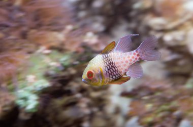 Sarı kelebek balıkları. Bu küçük balık Batı Pasifik Okyanusu üzerinden gelir.