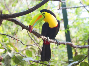 Toucan kuş. Toucans onların büyük burnu ile Görünüşe göre bir çocuk tarafından çizildi. Bu merak kuşlar ve muzip-gürültülü ormanda birini.