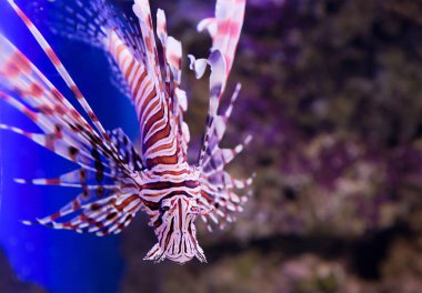 Lionfish. O geniş gri, kahverengi ve kırmızı çizgileri vücudun her yerinde onun, kolaylaştırır uzun bir yüzgeç yırtıcı aslan gibi görünüyorsun. Bu yırtıcı balık vardır.