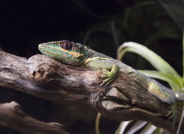 kertenkele Anolis. Bir düşman ise Anolis-knight şiddetle korunmaktadır, büyük bir kertenkele var. Namlu uzamış, bir kama şekli vardır. Onları gözlerin birbirinden bağımsız olarak taşıyabilirsiniz bukalemunlar var sanki. Boyun ve omuz 