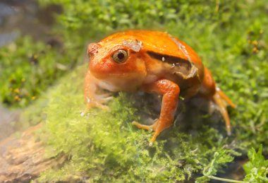 Domates kurbağa. Domates kurbağa kuzeydoğu Madagaskar'a özgüdür. Renk domates escorta ripe domates gerçekten anımsatan.