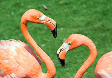 Pembe flamingo. İnanılmaz güzel tüyleri ve haklı olarak taşıyan Regal kuşlar arasında ilk güzellikleri saflarında flamingolar koyar. Sahil ve Karayip Denizi, Galapagos Adaları ve Kuzey Adaları kırmızı Flamingo için evim