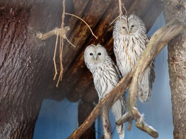 Baykuş büyük gri baykuş. Büyük bir kuştur. En çok bir ve yarım metre kanat açıklığı. Büyük gri baykuş için korunan türler ile ilgilidir. Sakallı baykuş Tayga Avrasya bölgesi ve Kuzey Amerika'da yaşıyor.